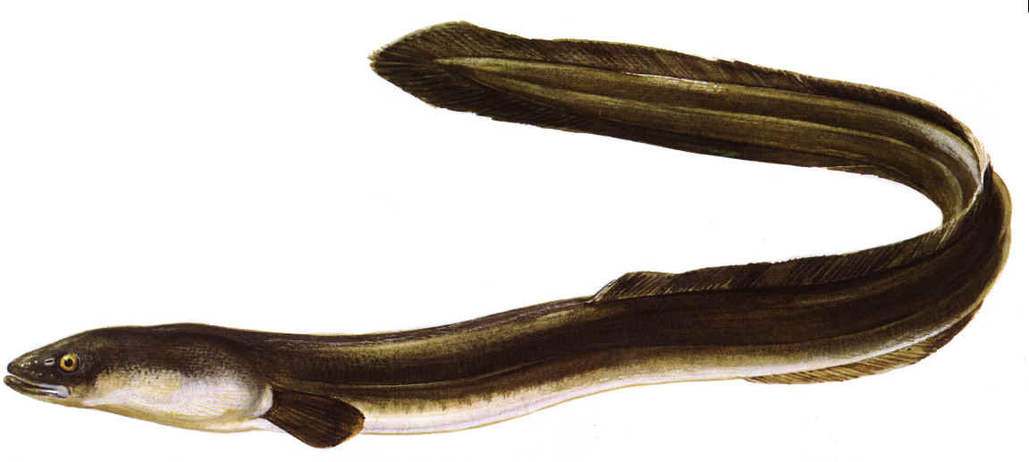 Aalbeleid in waterschap Zuiderzeeland