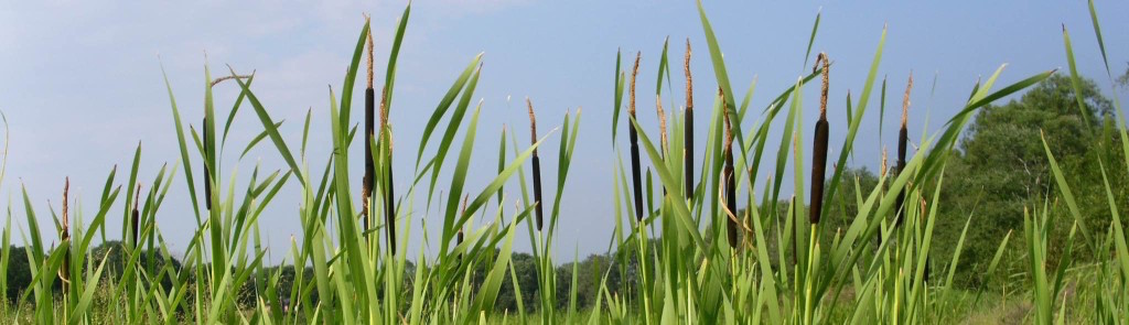 Water, Wonen en Natuur aanwezig bij het voorleesontbijt van waterschap Zuiderzeeland