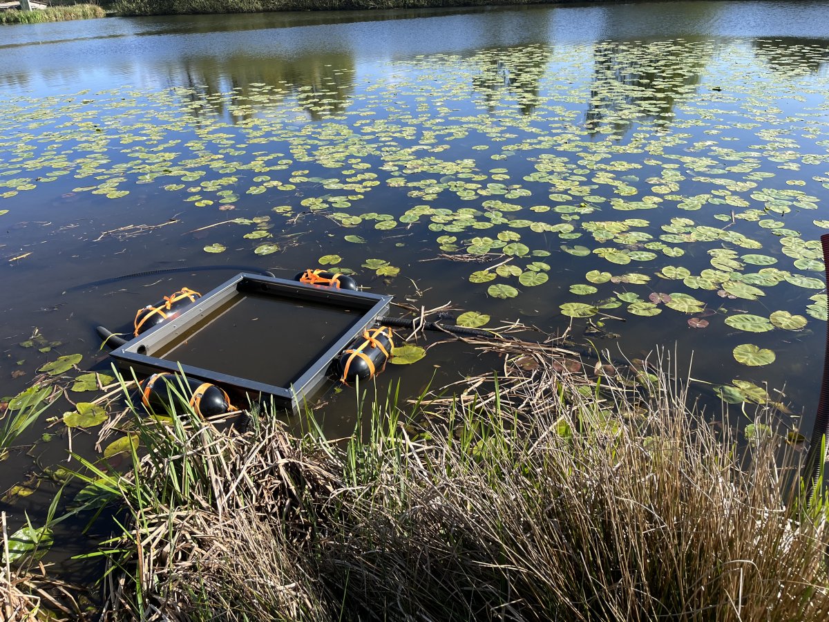 Zorgen om Amerikaanse rivierkreeft in Flevoland