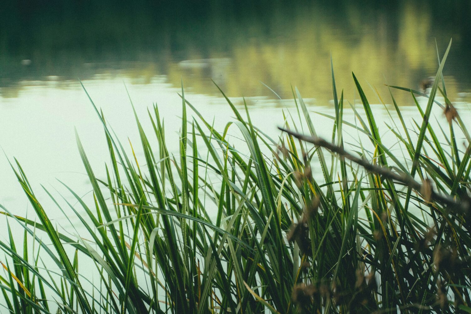 Waterschap Zuiderzeeland overweegt pilot zoetwaterbuffer voor landbouw in buitengebied