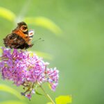 Vlinder op bloem